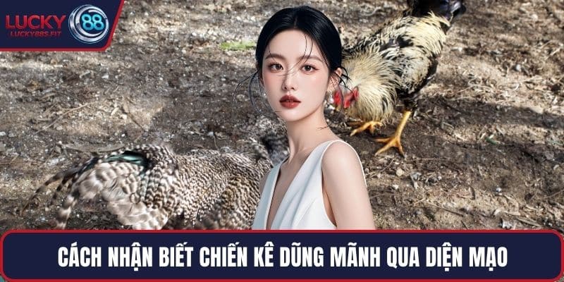 Cách nhận biết chiến kê dũng mãnh qua diện mạo