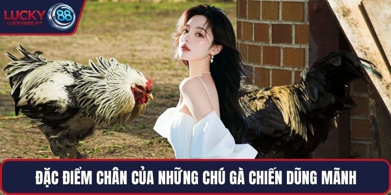 Đặc điểm chân của những chú gà chiến dũng mãnh